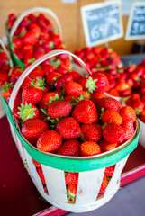 Basket of french red ripe sweet strawberries Manon des Fraises, Fragaria ananassa harvested in Provence, France
