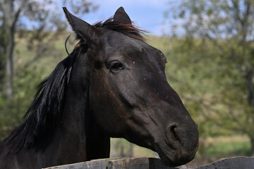 Fototapeta premium Farm horse portrait.