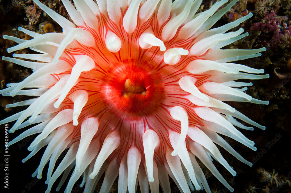 Wall mural Northern Red Anemone underwater in the St. Lawrence River