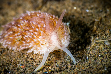 Salmon-gilled nudibranch underwater in the St. Lawrence River