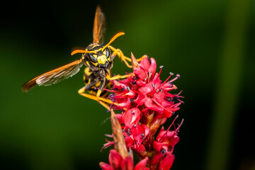 Close-up of a European Paper Wasp foraging from flower to flower in a backyard garden.
