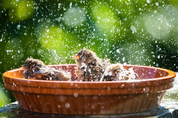 House sparrows bathing and splashing water in a birdbath on a hot summer day.