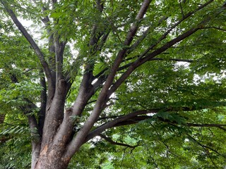 tree in the park