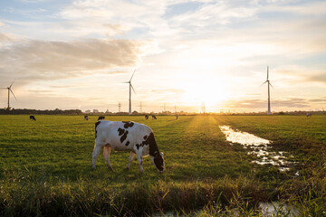 Cows graze in a pasture against the background of wind turbines, a beautiful meadow in the rays of...