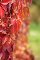 Parthenocissus climbing plant. Multicolored leaves. Autumn day. 