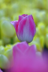 色とりどりに咲き誇る赤白黄色