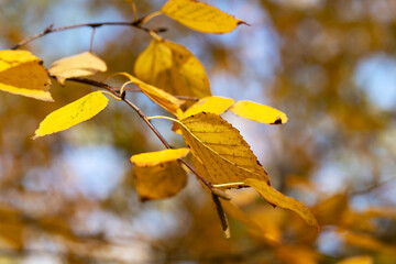 Obraz premium Branches with foliage of a birch tree in an autumn forest or park closeup