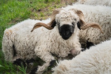 Valais Blacknose sheep 2