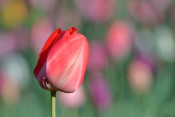 色とりどりに咲き誇る赤白黄色