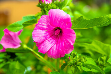 Pink  lavater flowers close-up
