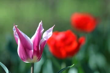 色とりどりに咲き誇る赤白黄色