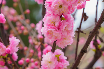 Flowers on a branch of sakura tree with selective focus on a blurred background. Defocused backdrop copy space