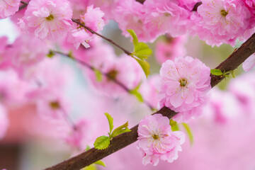 Blossoming sakura tree flower with selective focus on blurred background. Defocused backdrop copy space