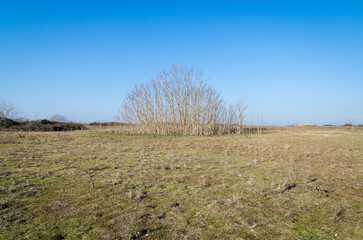 Panorama rurale con un albero spoglio e isolato in un parco di Murano in una fredda giornata invernale