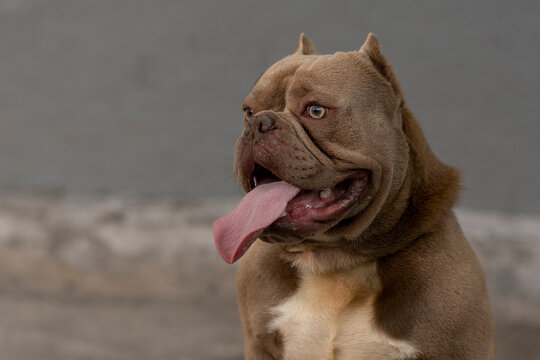 Close Up On The Face Of An American Bully Breed Dog Sitting Outside Panting