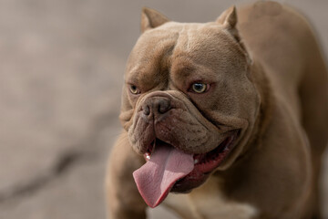 american bully breed dog with tongue sticking out outdoors