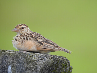 Small bird on the ground