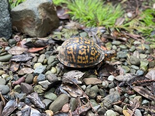 turtle in rock garden