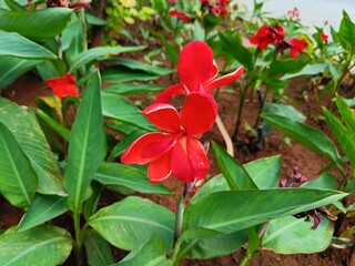 Top view of bright red Canna indica flower, commonly known as Indian shot. Clicked in Pune, Maharashtra, India