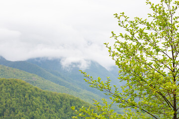 Common yarrow Achillea millefolium white flowers close up, floral background green leaves.