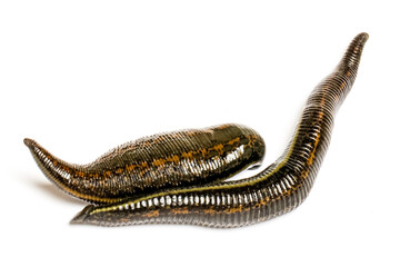 Medical leeches for hirudotherapy on leech farm or laboratory - obrazy, fototapety, plakaty