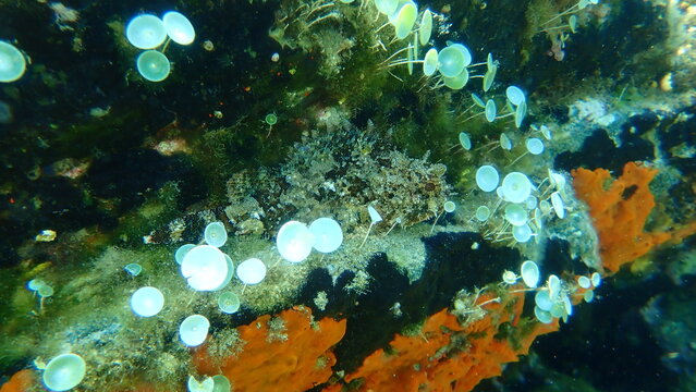 Black scorpionfish or European scorpionfish, small-scaled scorpionfish (Scorpaena porcus) undersea, Aegean Sea, Greece, Halkidiki
