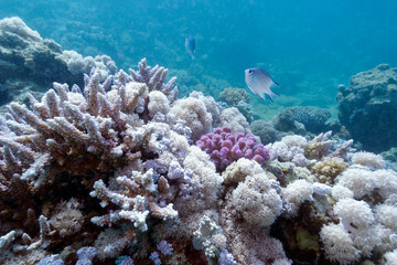 Fototapeta na wymiar Colorful, picturesque coral reef at bottom of tropical sea, soft and hard corals, underwater landscape