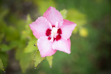 Fototapeta premium 9月浜名湖ガーデンパーク