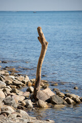 An old log on a pebble sea beach.