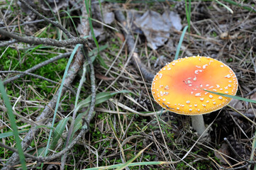 A bright inedible mushroom in a forest clearing. 