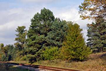 Obraz premium A bright forest glade in the fall