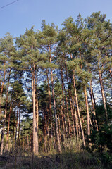 Tall pine trees in a bright sunny forest