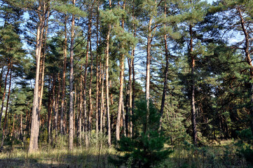Pine forest in autumn in the bright sunshine