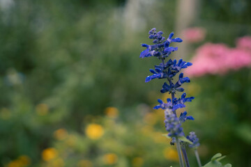 9月浜名湖ガーデンパーク