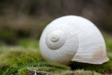 coquille d'escargot
