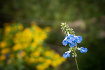 9月浜名湖ガーデンパーク