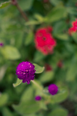 9月浜名湖ガーデンパーク