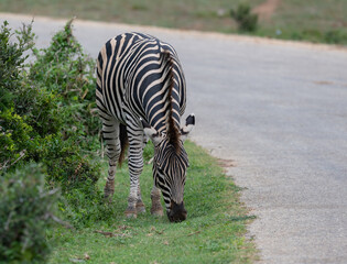 Zebras in der Wildnis und Savannenlandschaft von Afrika