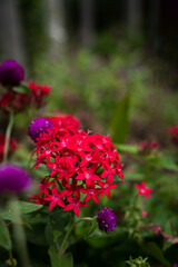 9月浜名湖ガーデンパーク