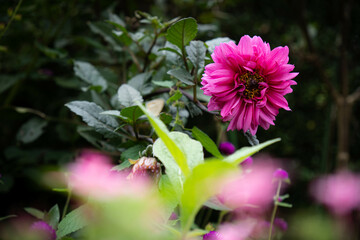 9月浜名湖ガーデンパーク