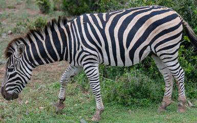 Zebras in der Wildnis und Savannenlandschaft von Afrika