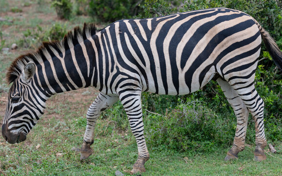 Zebras in der Wildnis und Savannenlandschaft von Afrika