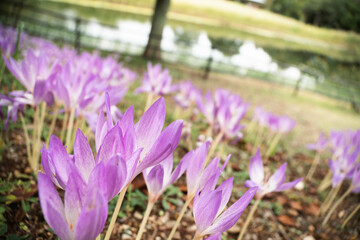 9月浜名湖ガーデンパーク