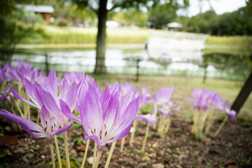 9月浜名湖ガーデンパーク