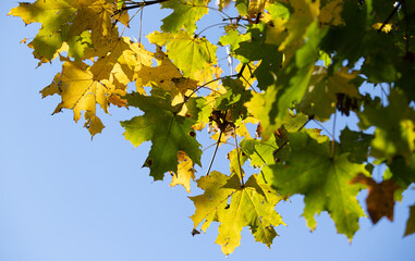 Yellow autumn maple leaves against the blue sky.