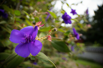 9月浜名湖ガーデンパーク