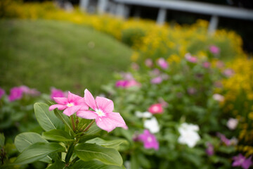 9月浜名湖ガーデンパーク