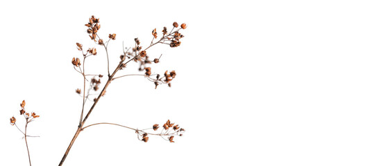 Dry flowers isolated on white background, close up