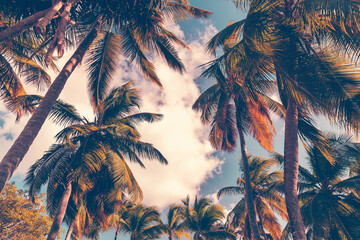 Fototapeta na wymiar Stylized photo background with coconut palm trees