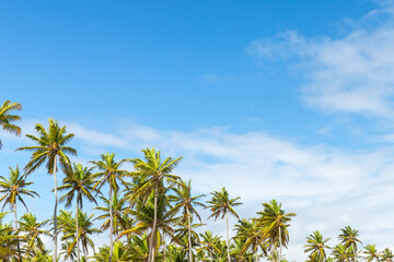 Fototapeta na wymiar Natural tropical background with coconut palm trees